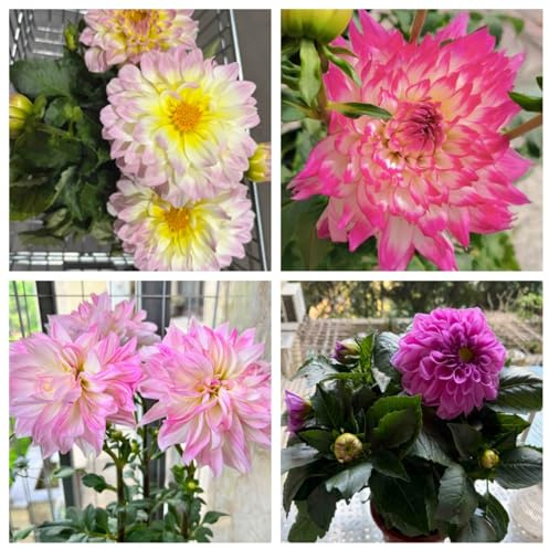 Dalie Bulbi di dalia Bulbi di dalia Adatti a piccoli giardini e patii Colori misti-4bulbi-E
