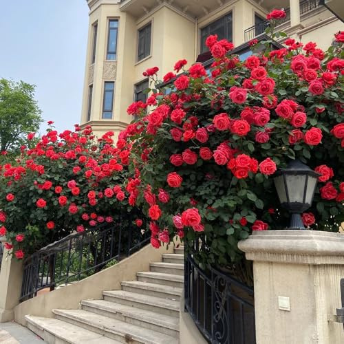 rosal semillas de paras colgantes de balcón rosales trepadores ornamentales lugares soleados semillas silvestres sombra jardín pradera 200semillas