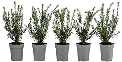 Dehner Europäische Eibe, für 1 Meter Hecke, ca. 30 cm, 5 x 2 l Topf, Heckenpflanze