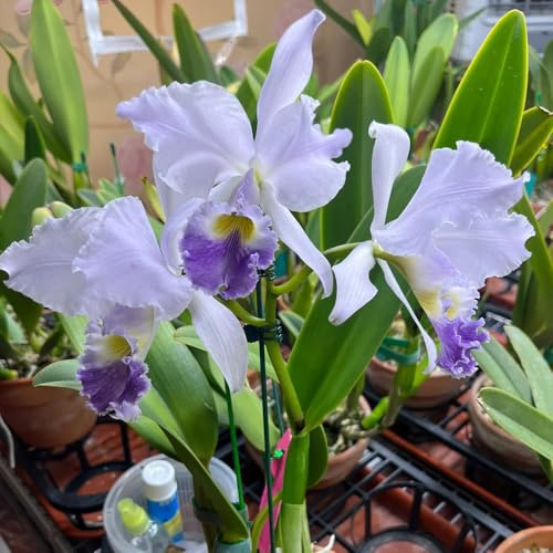 semillas de orquídeas puppy resistentes orquídeas catya perenne resistente que cubre suelo raras, decoración sala estar, semillas 85pcs