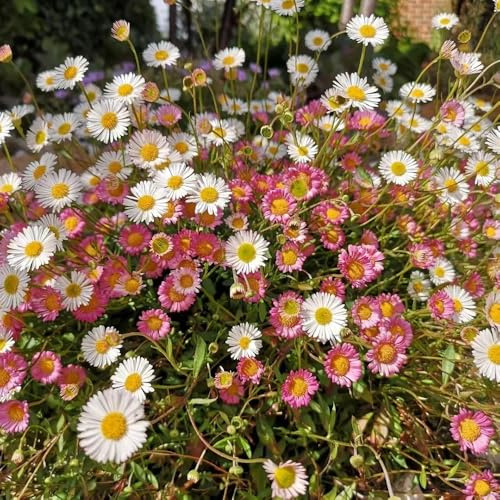 semillas de margarita española en de jardín rocas jardín rocas resistentes pleno sol trepadoras interior exóticas Variedades antiguas y 100pcs