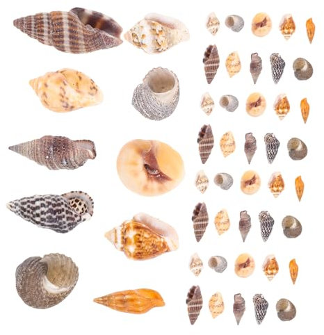 Holibanna 1 Schachtel Dekoration mit Muscheln Natürliche Conch Dekore für DIY Projekte Fischbehälter und Aquarienlandschaften Handgefertigte Schmuckmaterialien Muscheldekorationen