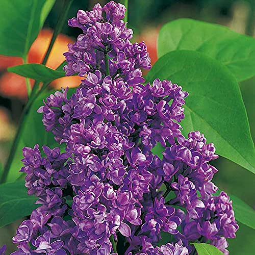 Edelflieder 'Charles Joly' - Ein Klassiker