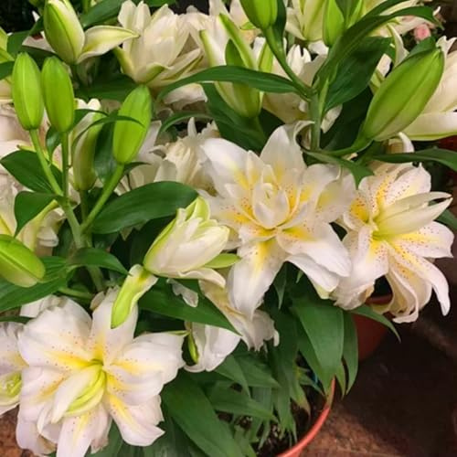 Giglio Bulbi -Vitali- Naturali- Freschi,Compatti, Robusti, Tuberosi di hemerocallis-6 Bulbos-G