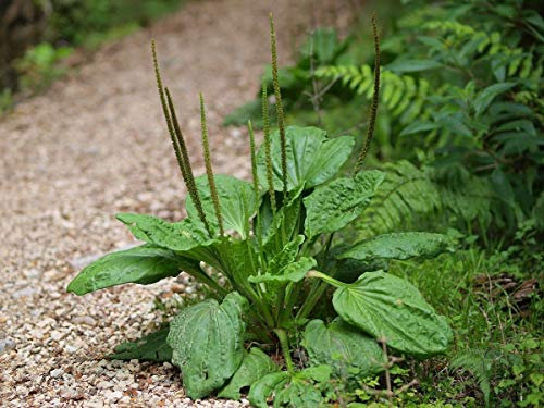 AGROBITS Latifoglie ain - fa - 50 + - Heirloom!