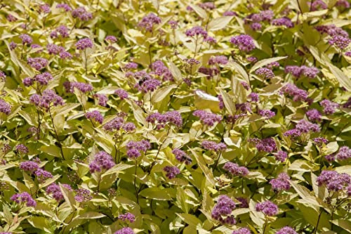 Japanische Spiere Spiraea japonica Golden Princess 40-60 cm winterhart | Goldgelbes Laub, rosa Blueten, sonniger Standort, bienenfreundlich, schnittvertraeglich, ideal fuer Garten und Terrasse