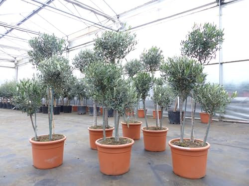 gruenwaren jakubik Olivenbaum Pon Pon 160-165-cm Hochstamm, beste Qualität, winterhart