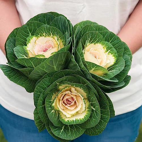 semi di cavolo riccio - resistenti, per giardino, balcone e letto rialzato, 150pcs