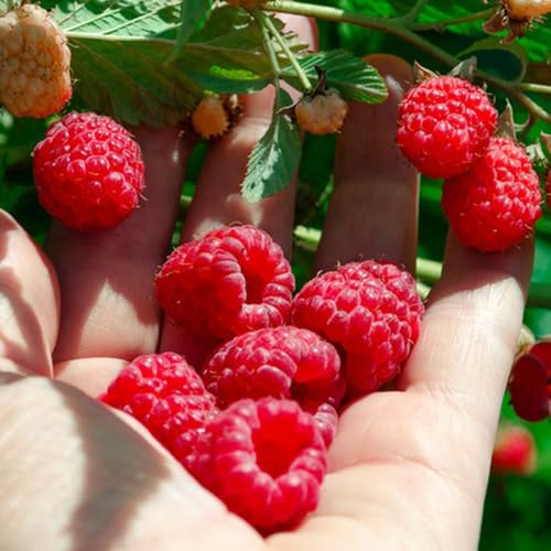 Semi di lampone, regali per giardinieri vecchie varietà semi rari da giardino fresca semi esotici da frutto nani resistenti resistenti per il giardino 120pcs