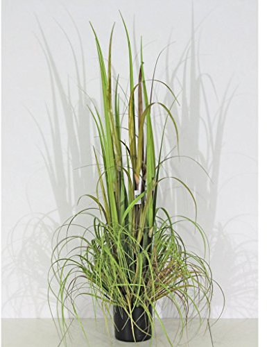 Ziergras grün Dekogras im Topf Größe wählbar Dekopflanze Dekogras Gräser Gras, Größe:S