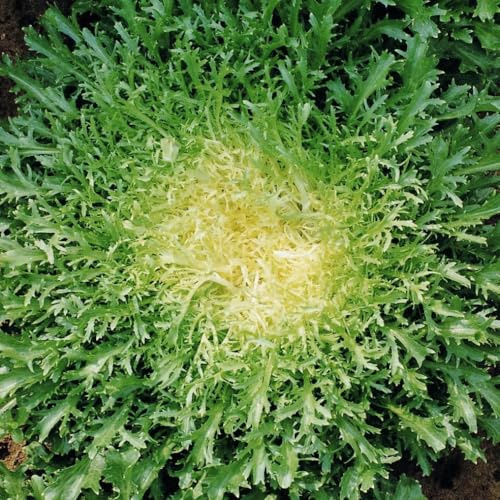 TomorrowSeeds - Green Curled Ruffec Endive Seeds - 1000+ Count - for 2026 Planting Vegetable Frisee Lettuce Escarole Chicory Broad Leaf Radicchio Spinach Grow Your Own Home Farm Patio Healthy