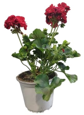 DECOALIVE Geranio Rojo – Planta Natural para Decoración de Jardín, Terraza y Balcón