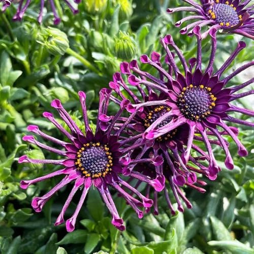 300 piezas Semillas de siembra de cesta del cabo - semillas pradera Osteospermum ecklonis, perennes resistentes