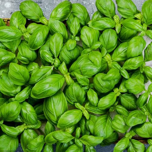 albahaca orgánica variedades de tradicionales silvestres semillas de albahaca semillas balcón orgánicas, resistentes al 800semillas
