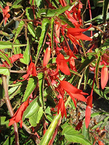 Portal Cool Bonfire Begonia Red Flowering Hanging Basket 50+ Annual Seeds