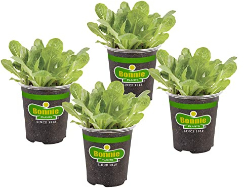 Bonnie Plants Green Romaine Lettuce 19.3 oz. 4-pack