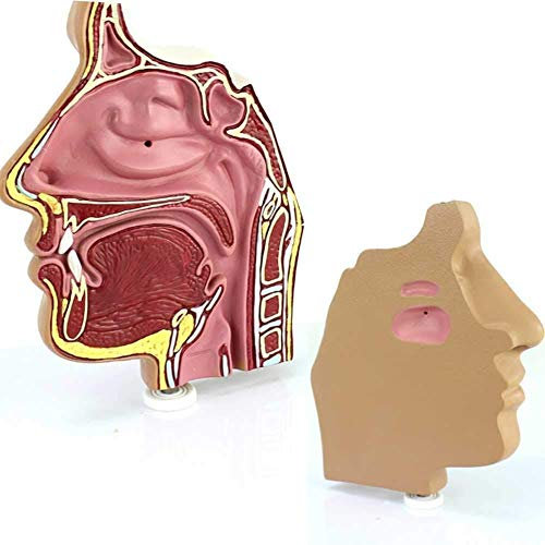 DYTAH Modelo Anatómico Nasal, Punción Endoscópica Nasal - Exhibición Médica En La Enseñanza En El Aula