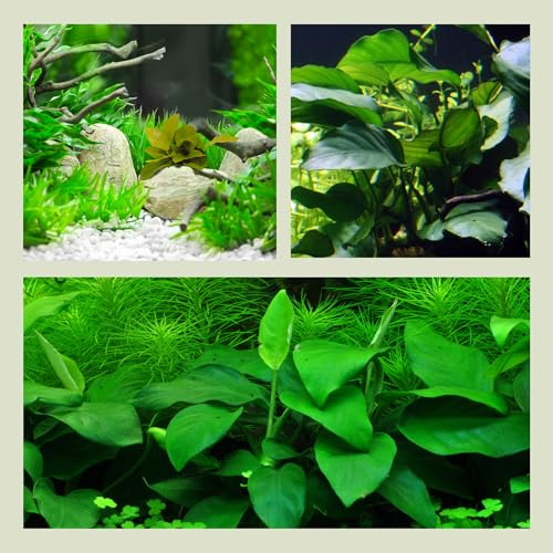 WASSERPFLANZEN WOLFF - 3 Anubias-Töpfe-Set = barteri + nana + golden, Trio mit barschfesten Speerblatt-Aquariumpflanzen im Topf, Sortiment Aufsitzer für Wurzeln + Steine | Aquascaping