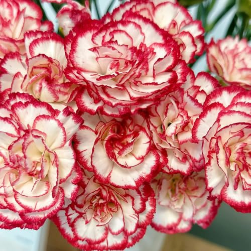 Semillas de clavo, Semillas de clavel dulce, exóticas de jardín de balcón 400pcs