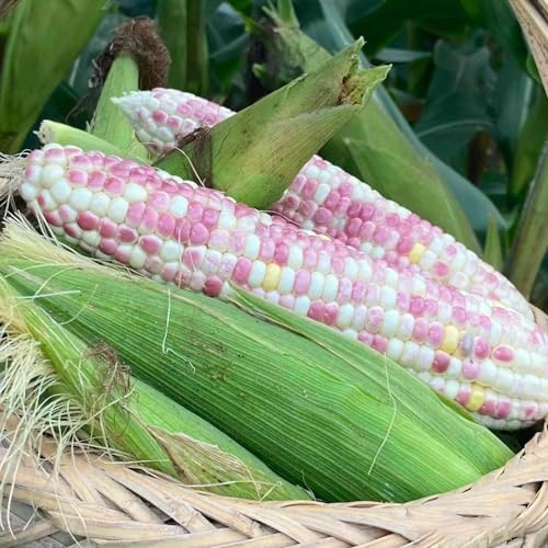 Maissamen - mais balkonpflanzen topfpflanzen kletterpflanze gemüsesamen alte sorten kräutersamen gewächshaus balkon pflanztopf pflanzensamen zimmerpflanzen heilkräuter kräuterpflanzen 80samen
