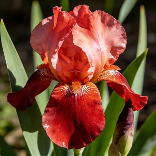 iris, iris - bulbo to in vaso, selvatici, decorazioni da giardino per esterni sostenibili primaverili giardino 6bulbi