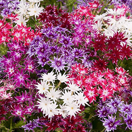 Phlox 'Pop Stars Mix' x 12 Plugs