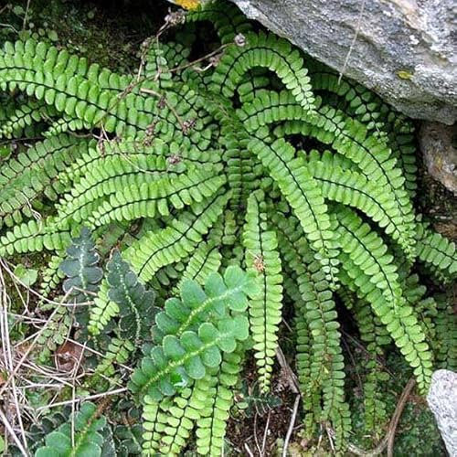 6x Braunstieliger Streifenfarn - Asplenium trichomanes - Topf 9x9cm