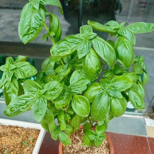 semi di basilico biologici rare basilico, giardino sul balcone medicinali 250pcs