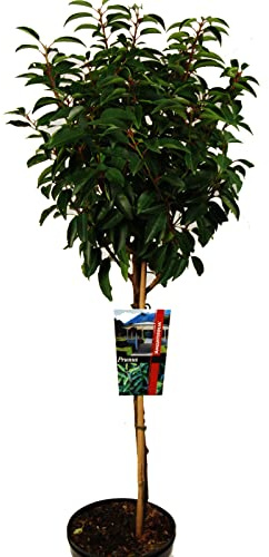 Prunus lusitanica Angustifolia oder portugiesische Lorbeer auf Stamm