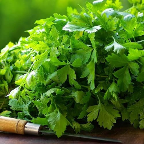 Carbeth Plants - Parsley Herb Plants - 3 x 9cm Pots - French Flat Leaf - Perfect for Culinary Use