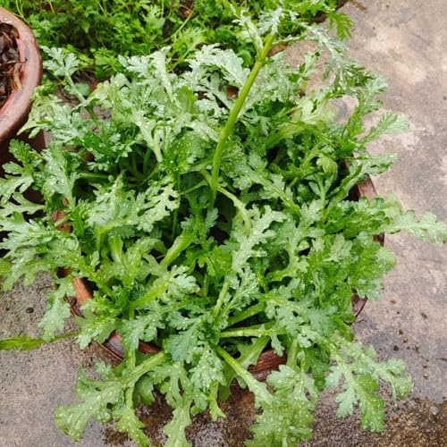 semillas de crisantemo comestibles, Comprar de invierno Semillas de crisantemo coronarium, orgánicas variedades antiguas verdes 350pcs