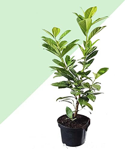 1 Cherry Laurel Novita Prunus Laurocerasus Novita Evergreen Outdoor in 17cm Pot