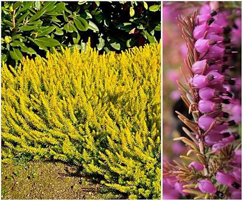 GrowOn Shrubs [x4] Heather Erica Carnea 'Foxhollow' | Multi-Pack | Evergreen Shrubs | Outdoor Garden Ready Plants | Winter to Spring Flowering | Light Pink, Light Purple Flowers