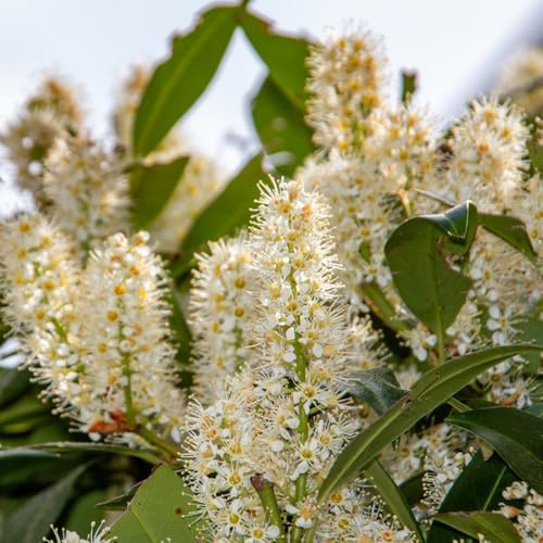semi di alloro ciliegio - biologici esotiche resistenti varietà antiche tappezzante aiuole rialzate giardino 150pcs