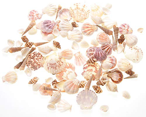 PowerTRC Mixed Beach Sea Shells for Ocean Theme Parties and Weddings Decoration | Vase, Fountain & Fish Tank Filler Various Sizes 1”-2.5” | Approx.100 Sea Shells