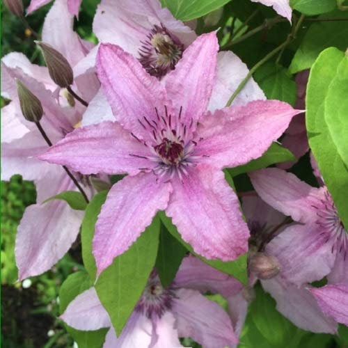 2 x Clematis Hagley Hybrid (Waldrebe) – Set di 2 piante rampicanti – rosa, piante rampicanti pluriennali e durature invernali, 2 x 1,5 litri Item Name (aka Title)