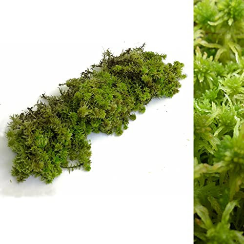 Fresh Sphagnum Moss- 500g/1kg - Natural Sphagnum Moss Ideal for Terrariums, Live Plant Displays and Wreaths (500g)