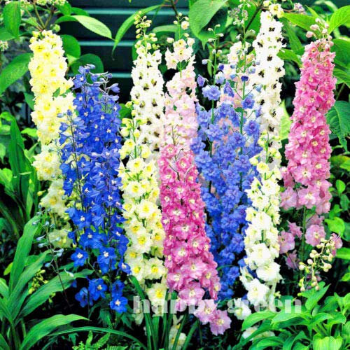 Semi Freschi - Delphinium Pacific Mix - Gigante - 160 Semi - Delphinium Cultorum
