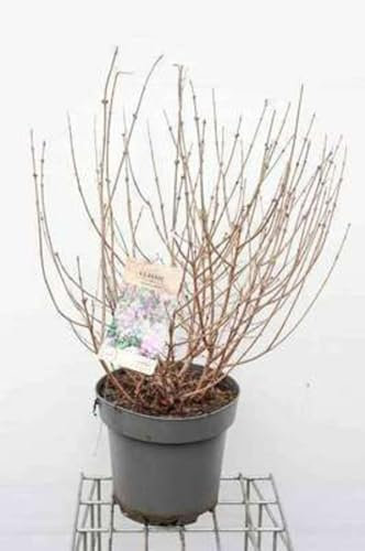 Syringa meyeri 'Palibin' - Lilas De Corée Nain, Lilas Nain 'Palibin' 50-60 cm en pot