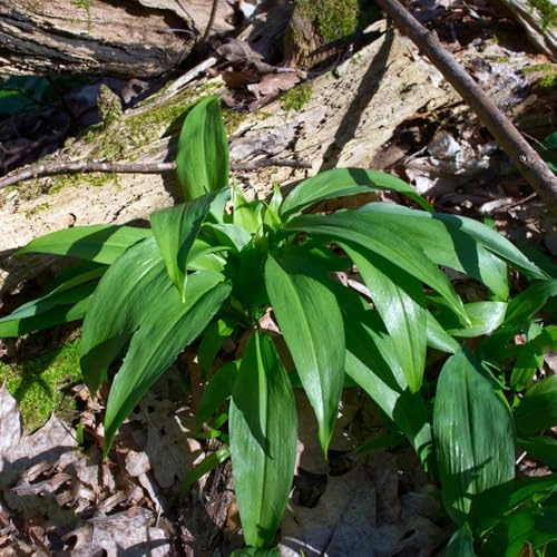 Semillas de ajo silvestre orgánico Las perennes son perennes resistentes Las de ajo silvestre son resistentes Comprar de de invierno 500pcs