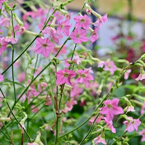 semi di tabacco, esotiche resistenti, balcone in vaso giardino 100pcs