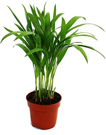 Exotenherz Areca - Chrysalidocarpus lutescens - Goldfruchtpalme im 12cm Topf