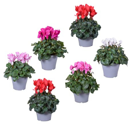 Pack de 6 Violeta de los Alpes Cyclamen Plantas con Flores de Colores
