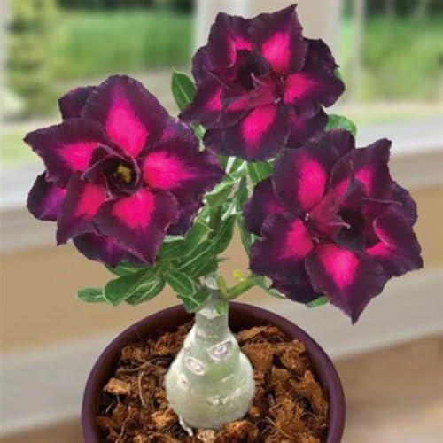 Adenium obesum bulbi,Piante perenni,Rosa del Deserto pianta vera,Tagliare,resistenti al freddo,Adenium obesum pianta,bulbi rosa del deserto(non artificiali)- 2bulbi-G
