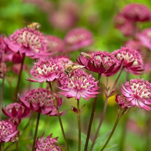 semi di imperatoria resistenti, estivi come per gli ospiti regali per gli amanti del giardino to farfalle rare vecchie varietà 300pcs
