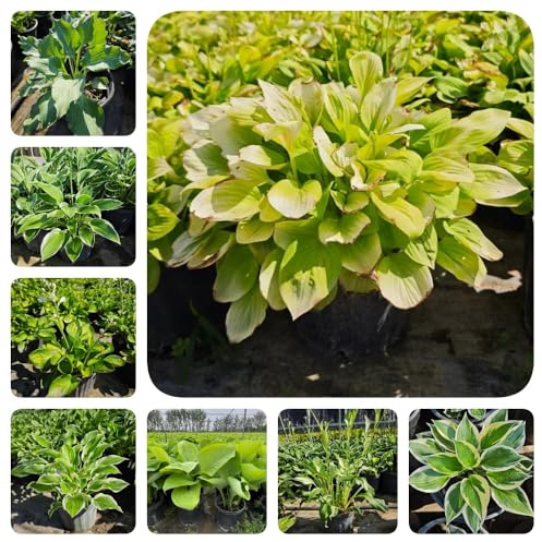 semi di hosta, per giardino Hosta plantaginea, hosta resistente per esterno resistenti all'inverno regali sostenibili perenni rare 250pcs