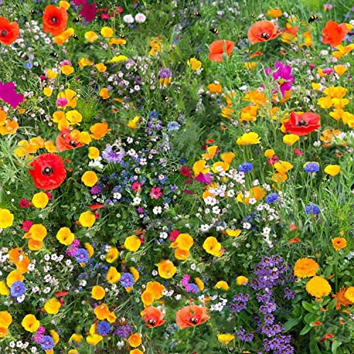 Wildflower Meadow 100g Certified Pure Seeds Over 26 NO Grass Amazing Value Bulk Amazon UK by SeedsAlp