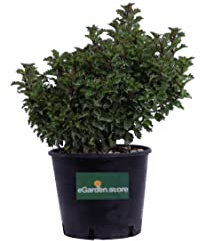 Pianta di Agrifoglio Pianta di Ilex Meserveae Little Rascal pianta da esterno pianta di Agrifoglio verde ornamentale pianta vera pianta di Agrifoglio in vaso venduta da eGarden.store