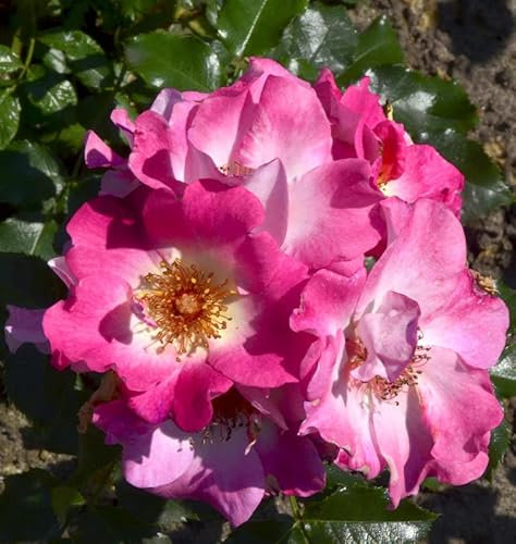 Bodendeckerrose Dolomiti 20-30cm