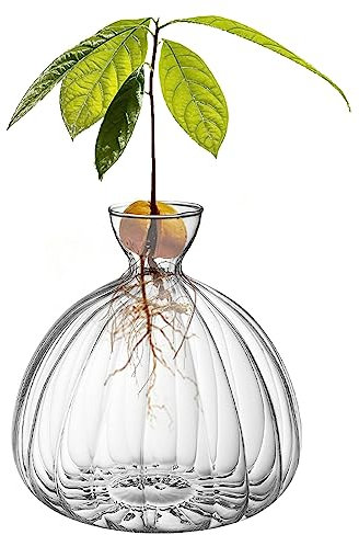 CDIYTOOL Glas-Avocado-Samen-Sprossen-Vase, klare Avocado-Vasen, Glas-Gartensamen-Starter-Pflanzvase für Zuhause, Tisch, Schreibtisch, Innendekoration